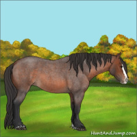 Horse Color:Brown Roan Splash 