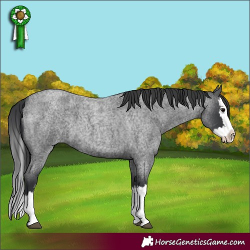 Horse Color:Blue Roan Splash 