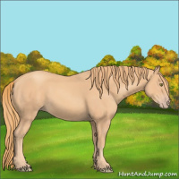Horse Color:Gold Champagne 