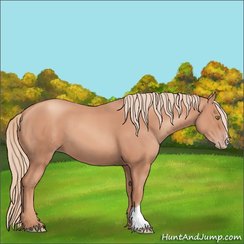Horse Color:Gold Champagne