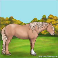Horse Color:Gold Champagne 
