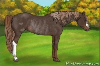 Horse Color:Liver Chestnut Rabicano 