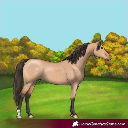 Horse Color:Bay Dun 