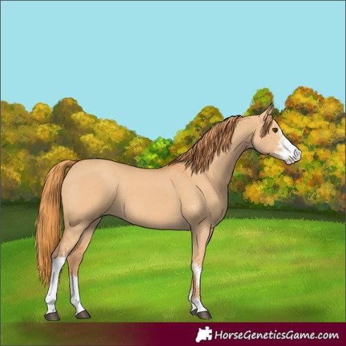 Horse Color:Red Dun Sabino