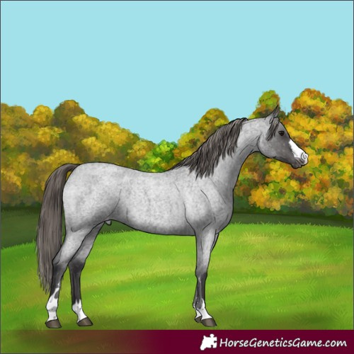 Horse Color:Smoky Blue Roan Varnish 