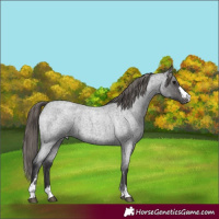 Horse Color:Smoky Blue Roan Varnish 