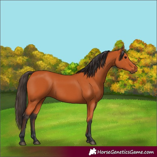 Horse Color:Bay 