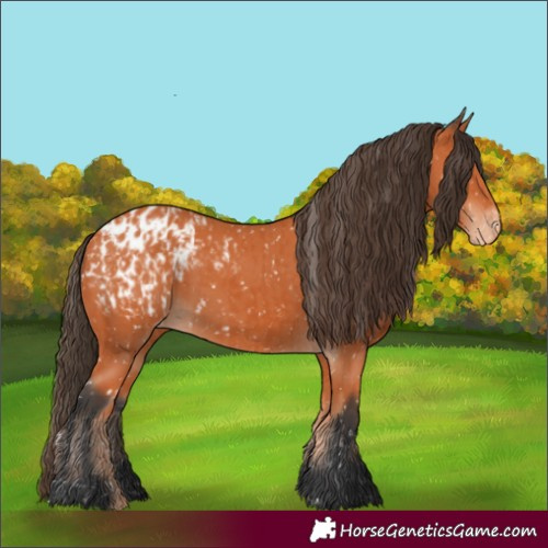 Horse Color:Bay Appaloosa  and Bay Appaloosa 
