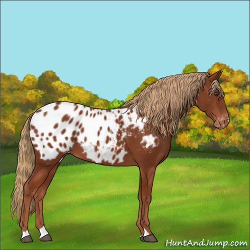 Horse Color:Chestnut Appaloosa 