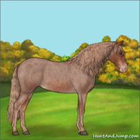 Horse Color:Red Roan Appaloosa 