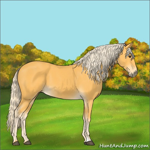 Horse Color:Palomino
