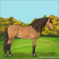 Horse Color:Buckskin 