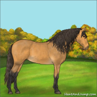 Horse Color:Buckskin 