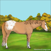 Horse Color:Chestnut Splash Appaloosa 