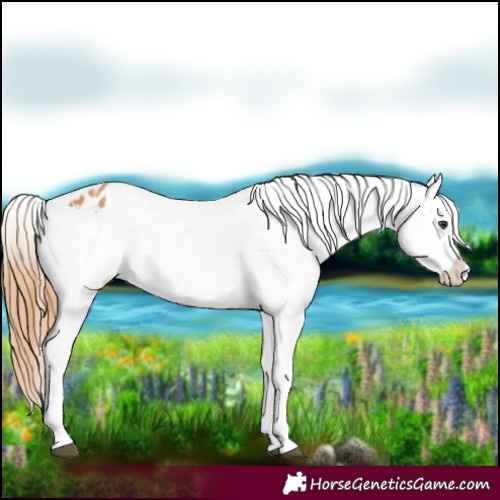 Horse Color:Chestnut Appaloosa and Chestnut Appaloosa