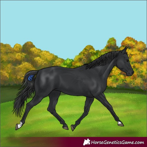 Horse Color:Black 