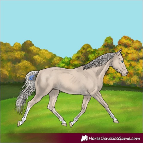 Horse Color:Cremello Tobiano 