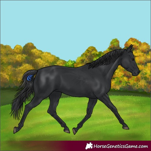 Horse Color:Black 