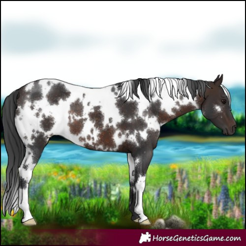 Horse Color:White Spotted Brown 