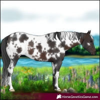 Horse Color:White Spotted Brown 