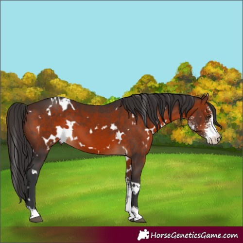 Horse Color:White Spotted Brown Sabino 
