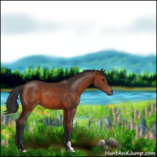 Horse Color:Brown 