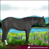 Horse Color:Black 
