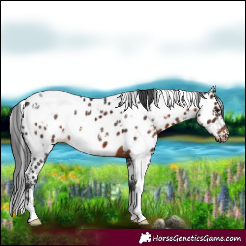 Horse Color:White Spotted Brown Near Leopard