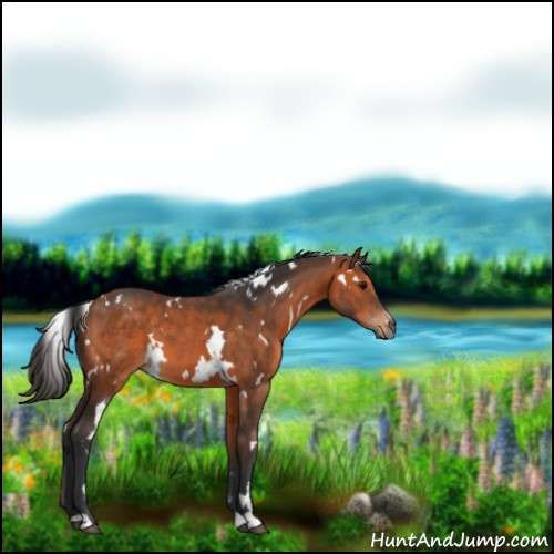 Horse Color:White Spotted Bay 