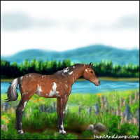 Horse Color:White Spotted Bay 