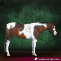 Horse Color:Brown Tobiano