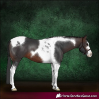 Horse Color:Brown Tobiano 