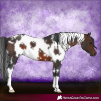 Horse Color:White Spotted Brown 