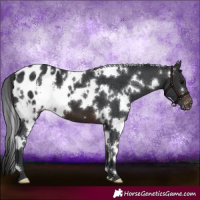 Horse Color:White Spotted Brown Appaloosa 
