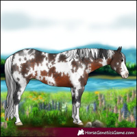 Horse Color:White Spotted Brown Appaloosa 