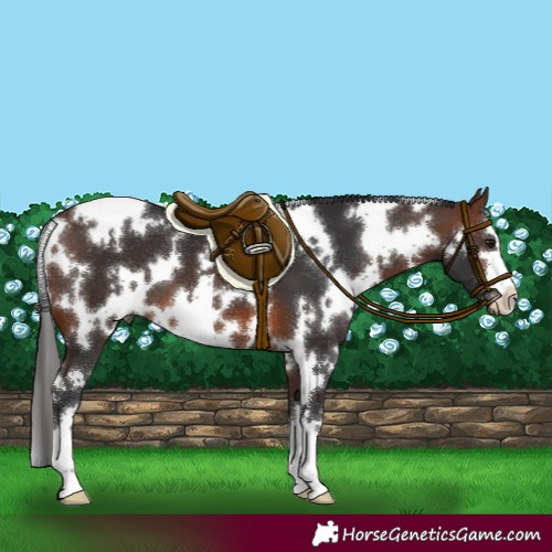 Horse Color:White Spotted Brown 