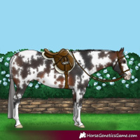 Horse Color:White Spotted Brown 
