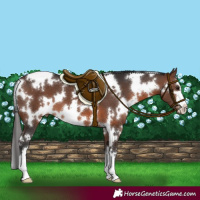 Horse Color:White Spotted Brown 