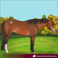 Horse Color:Bay Appaloosa 