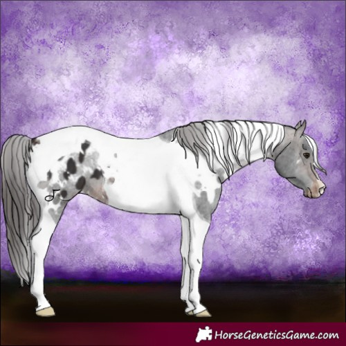 Horse Color:White Spotted Brown Tobiano Appaloosa 