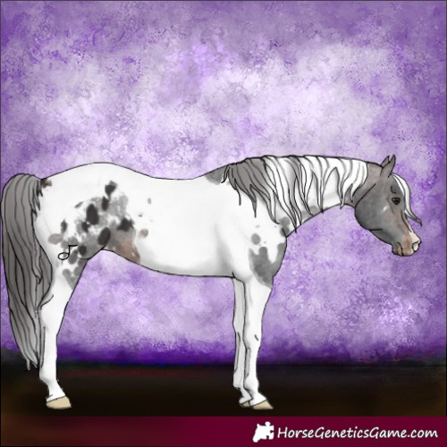 Horse Color:White Spotted Brown Tobiano Appaloosa 