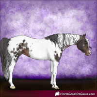 Horse Color:White Spotted Brown Tobiano Appaloosa