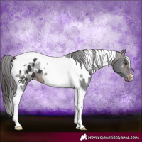 Horse Color:White Spotted Brown Tobiano Appaloosa