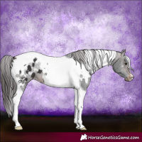 Horse Color:White Spotted Brown Tobiano Appaloosa
