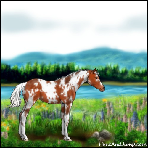 Horse Color:White Spotted Silver Bay