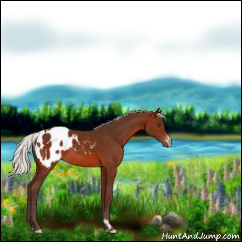 Horse Color:Silver Brown Blanket 