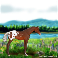 Horse Color:Silver Brown Appaloosa 