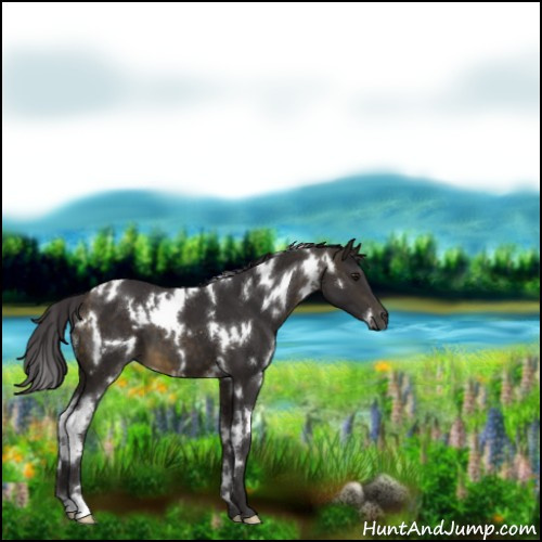Horse Color:White Spotted Buckskin 