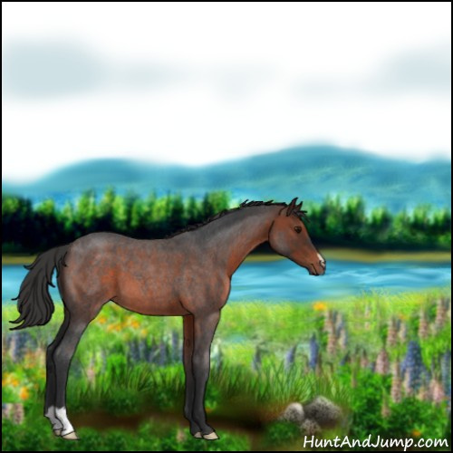 Horse Color:Brown Roan 