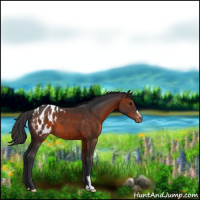 Horse Color:Brown Appaloosa 